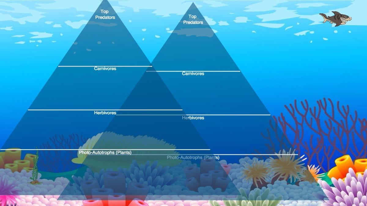 Ocean Ecological Pyramid