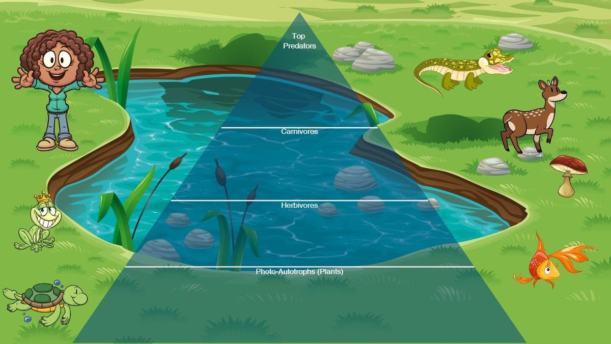 Pond Ecological Pyramid