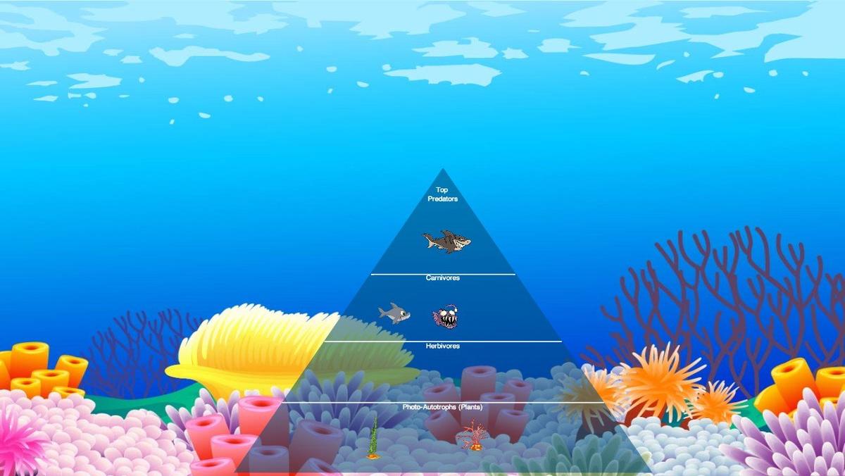 Ocean Ecological Pyramid