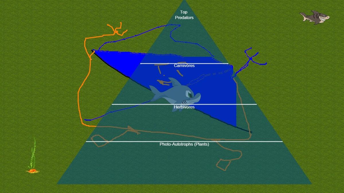 Ocean Ecological Pyramid