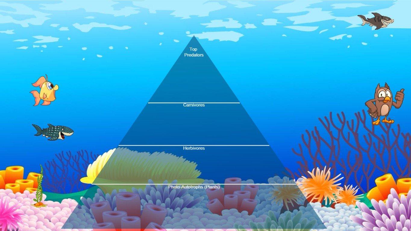 Ocean Ecological Pyramid