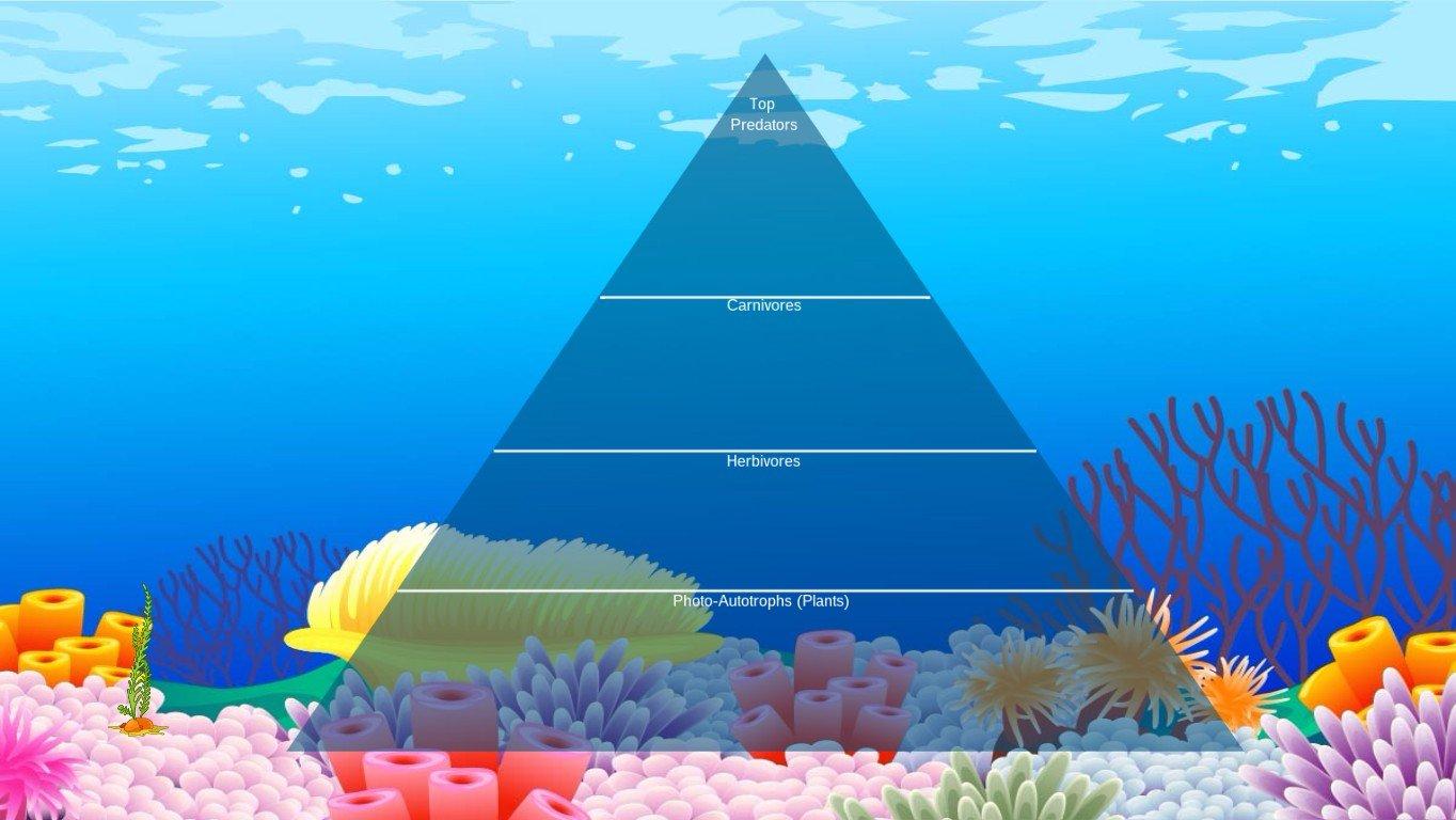 Ocean Ecological Pyramid