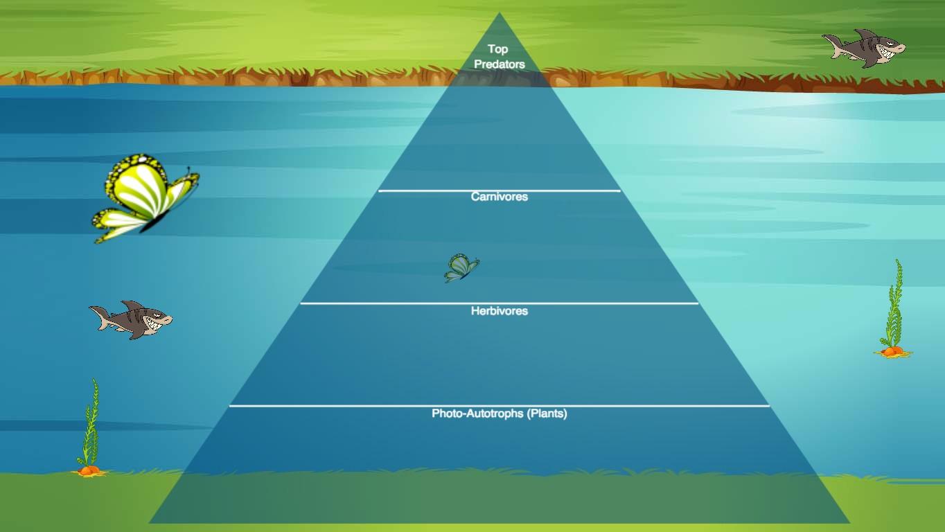 Ocean Ecological Pyramid