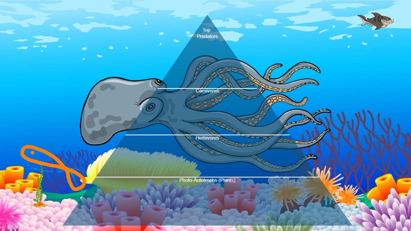 Ocean Ecological Pyramid