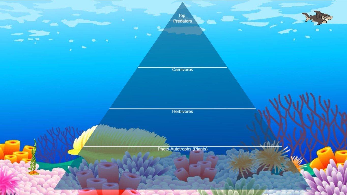 Ocean Ecological Pyramid with humans too!