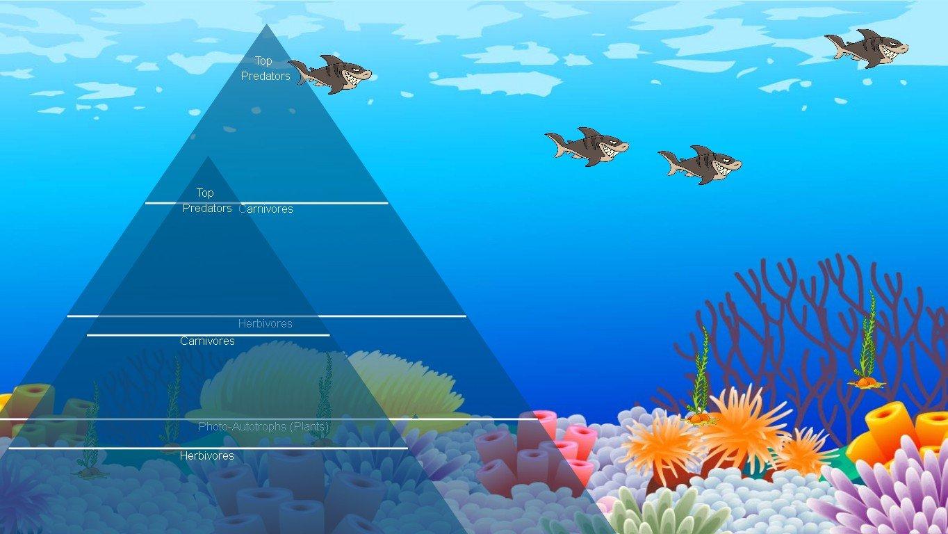 Ocean Ecological Pyramid