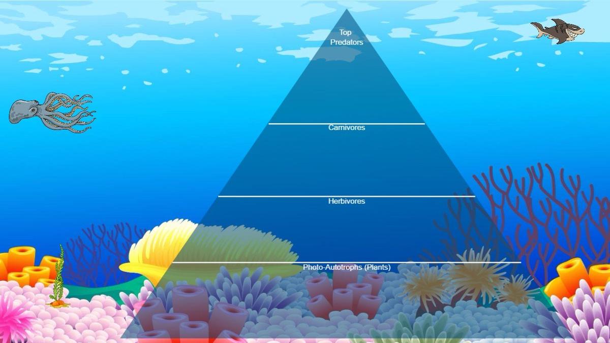 Ocean Ecological Pyramid