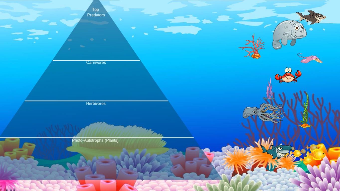 Ocean Ecological Pyramid