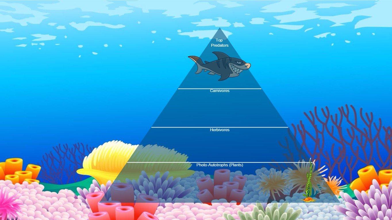 Ocean Ecological Pyramid