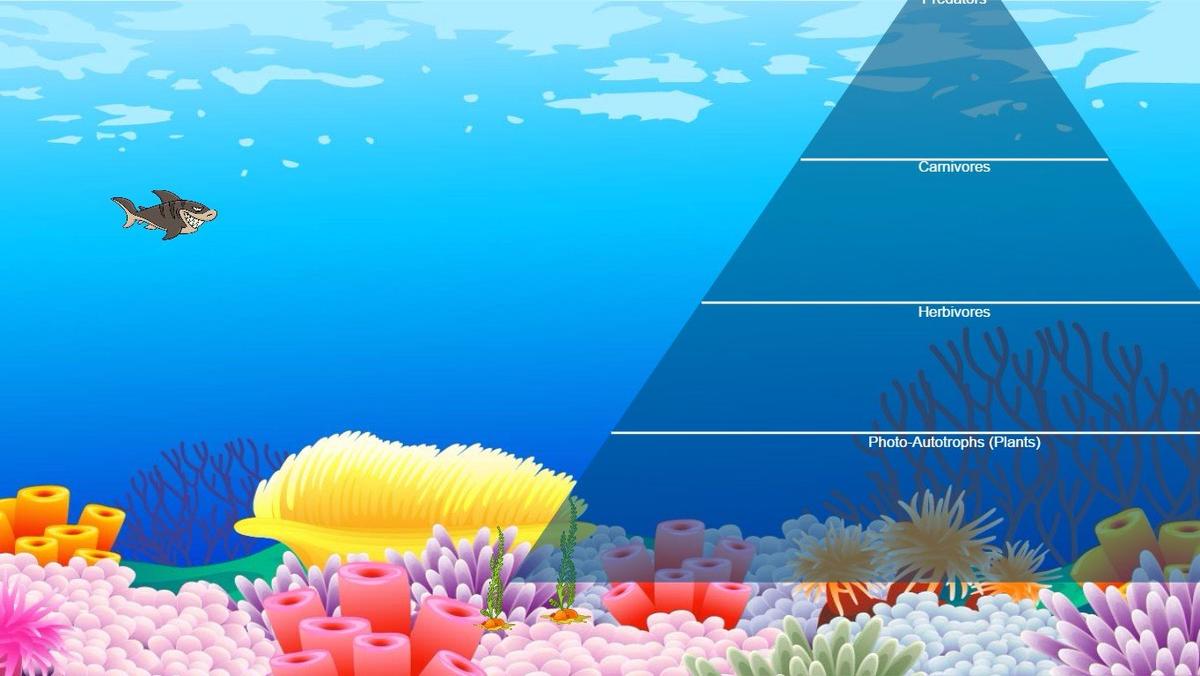 Ocean Ecological Pyramid