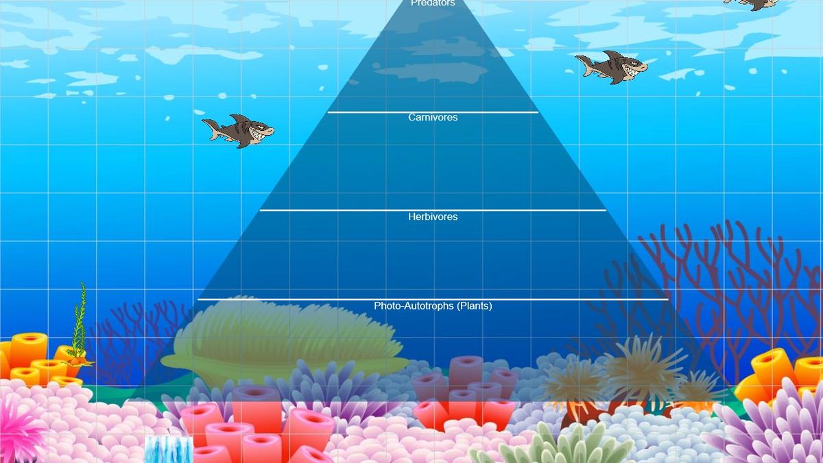 Ocean Ecological Pyramid