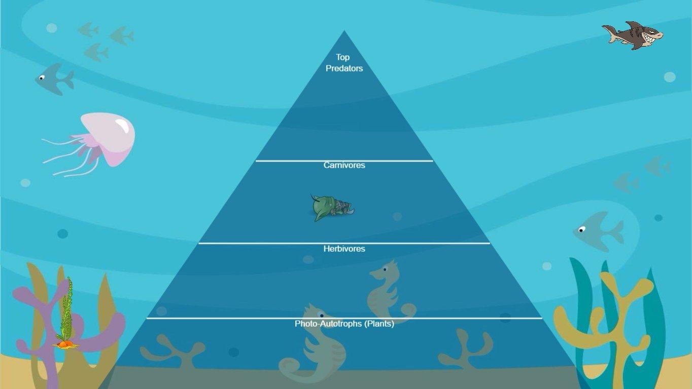 Imans Ocean Ecological Pyramid