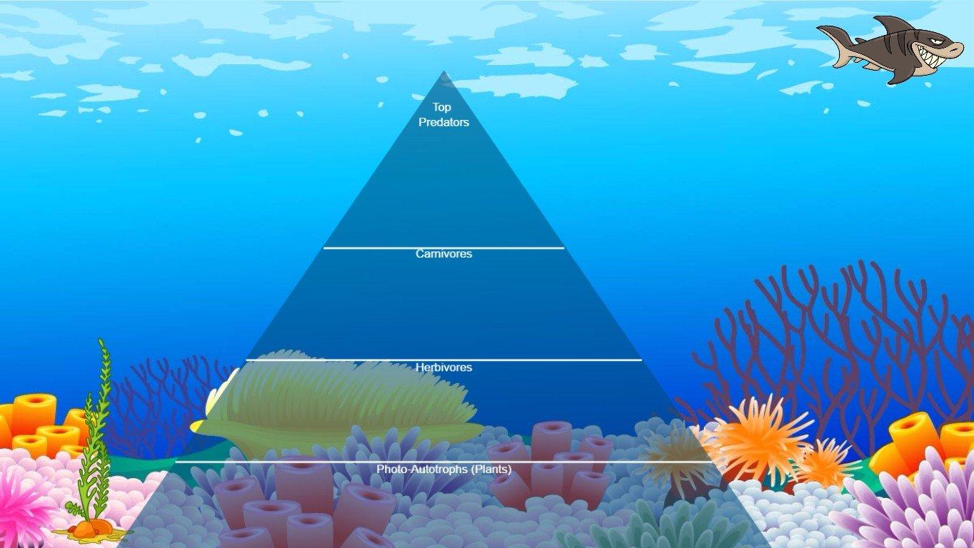 Ocean Ecological Pyramid