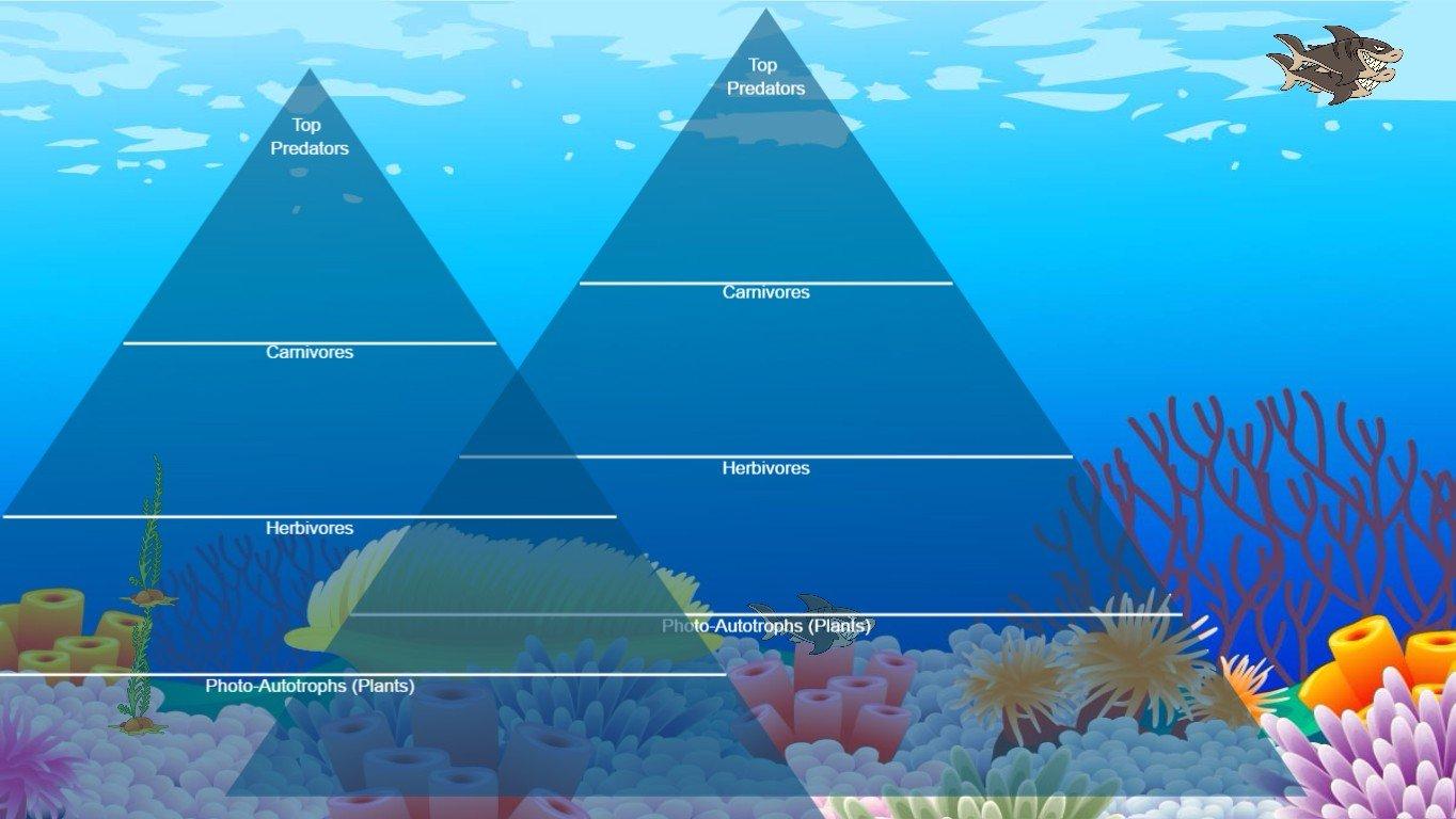 Ocean Ecological Pyramid