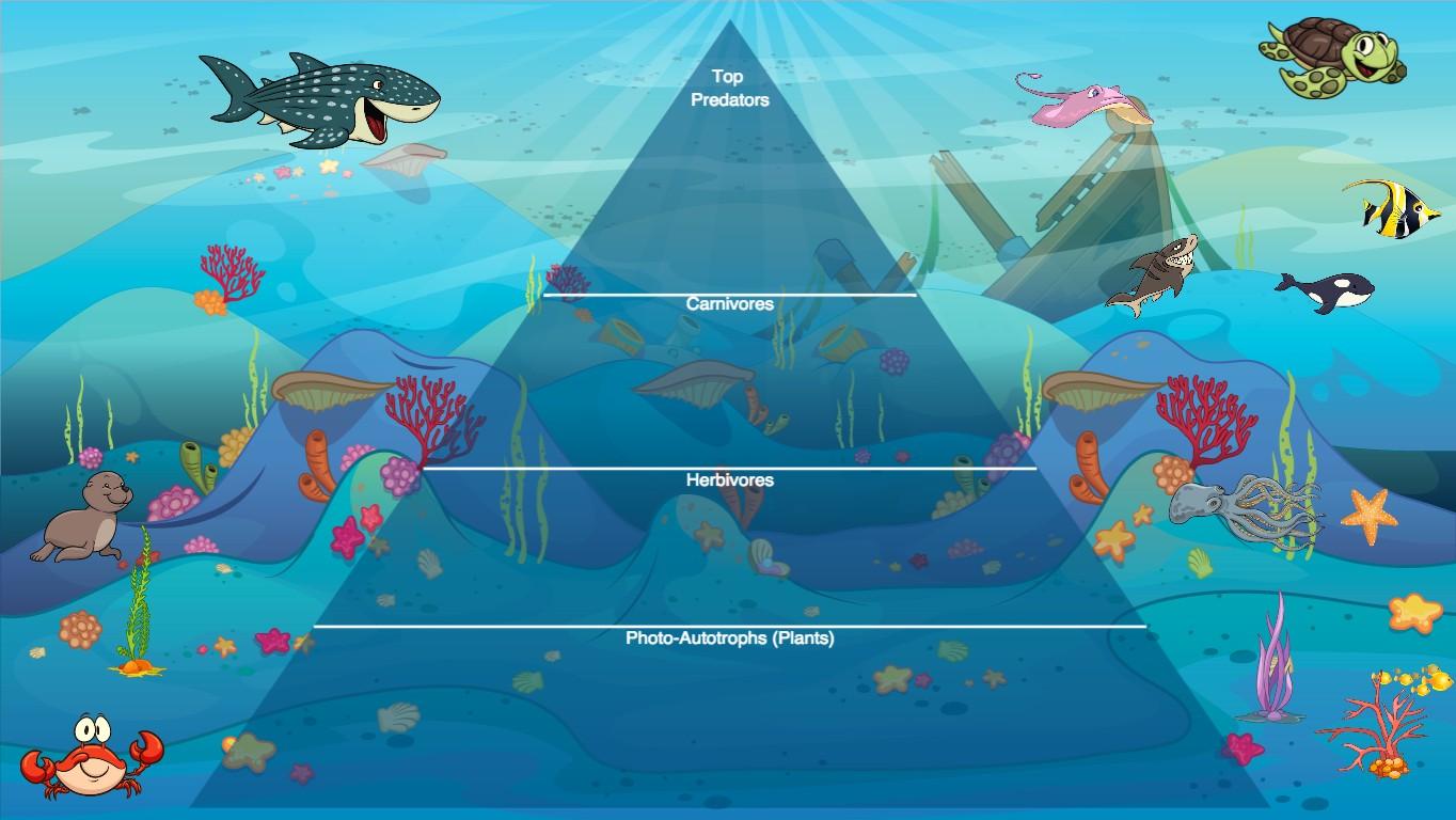 Ocean Ecological Pyramid