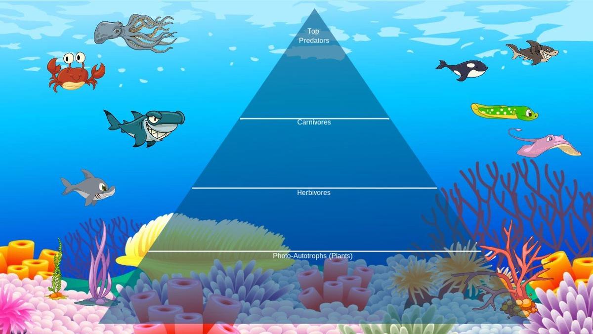 E.M.R Ocean Ecological Pyramid