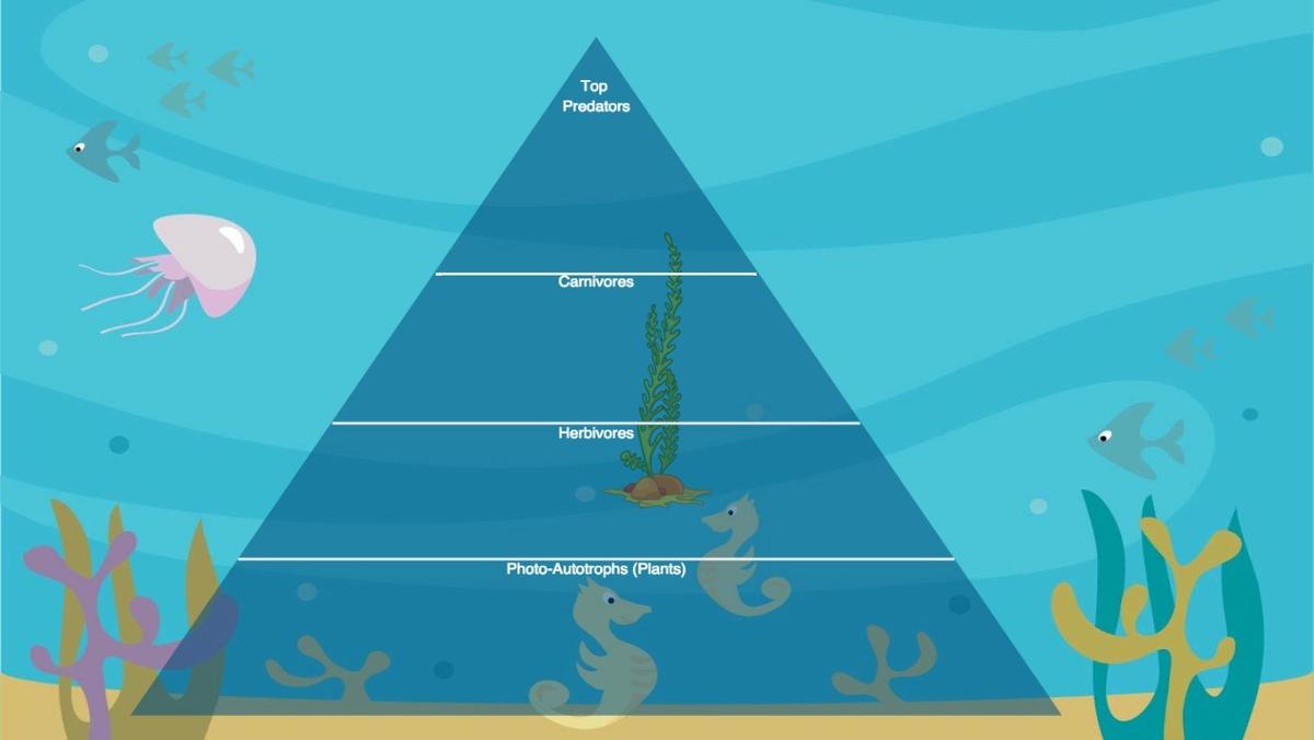 Ocean Ecological Pyramid