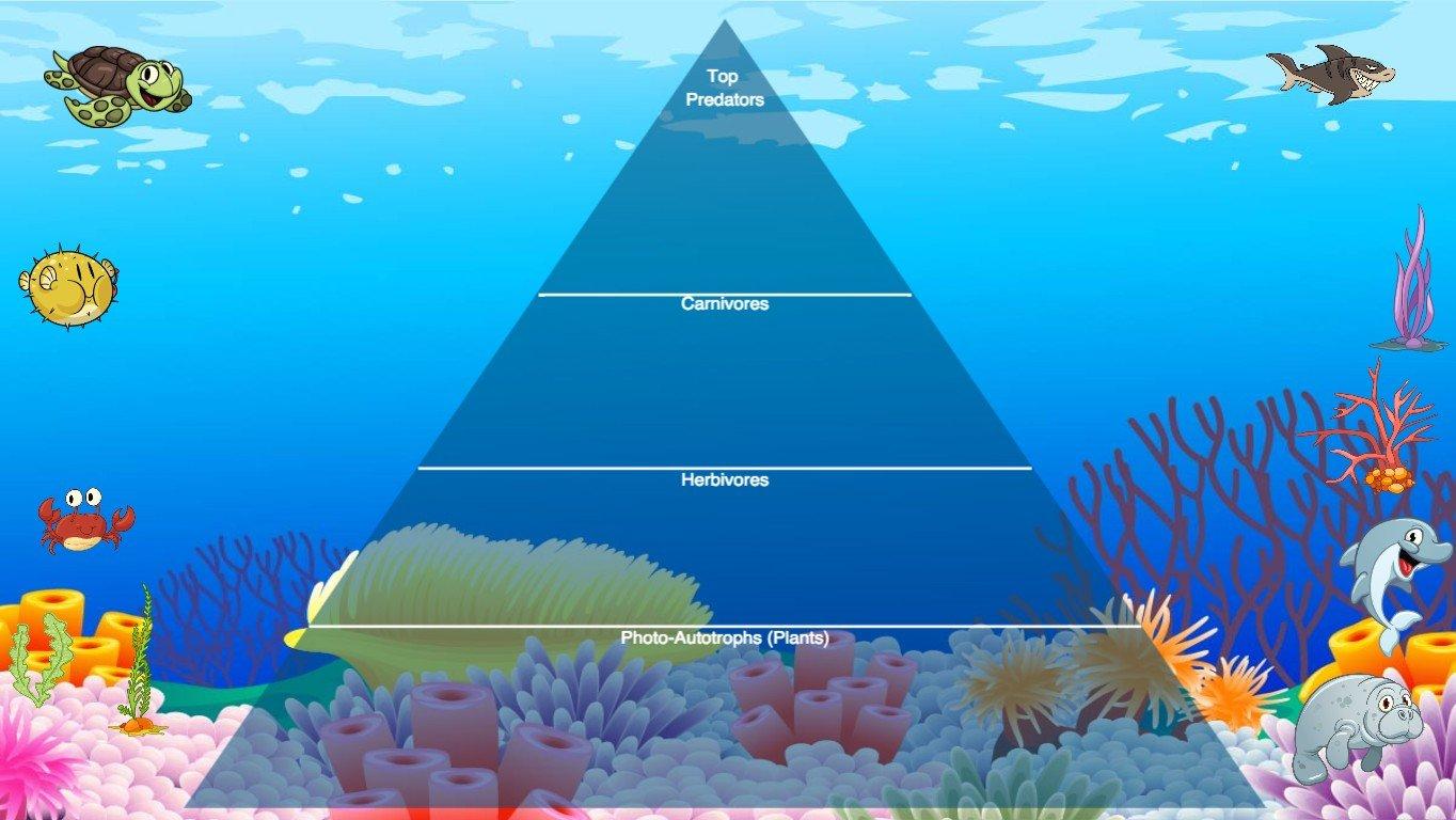 Ocean Ecological Pyramid