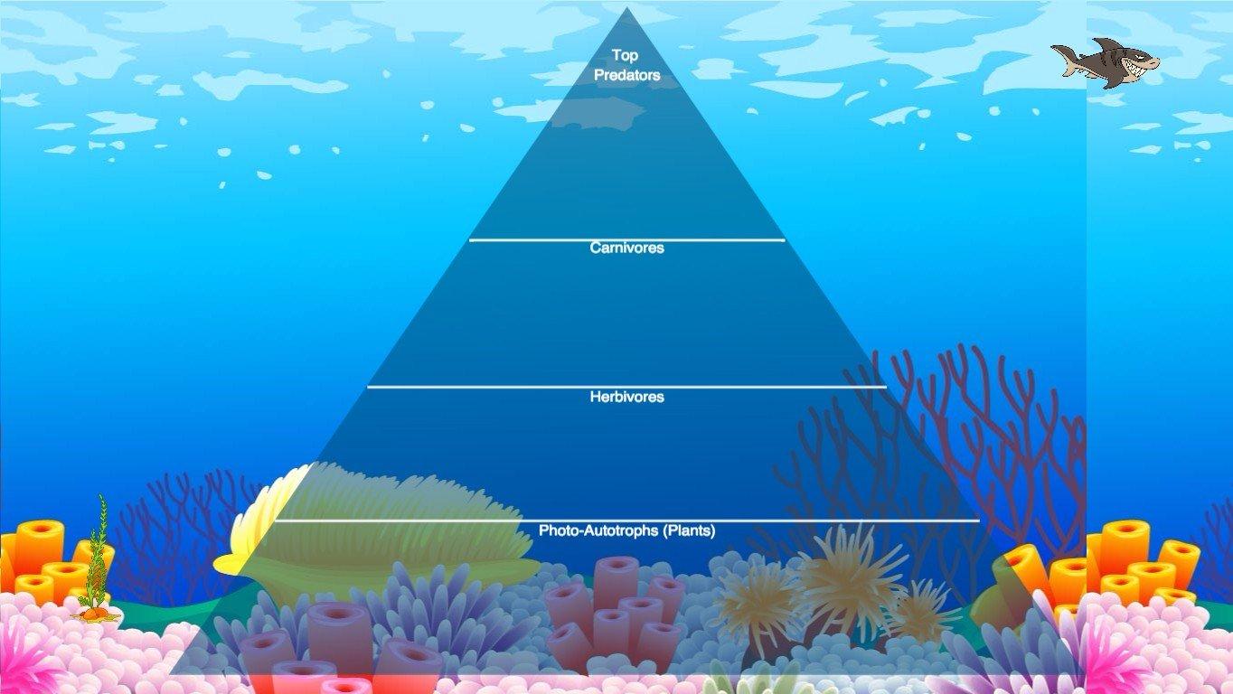 Ocean Ecological Pyramid