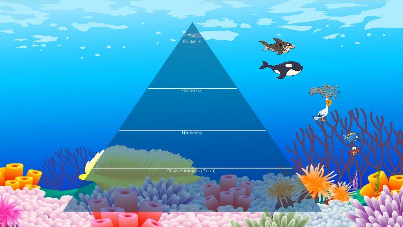 Ocean Ecological Pyramid