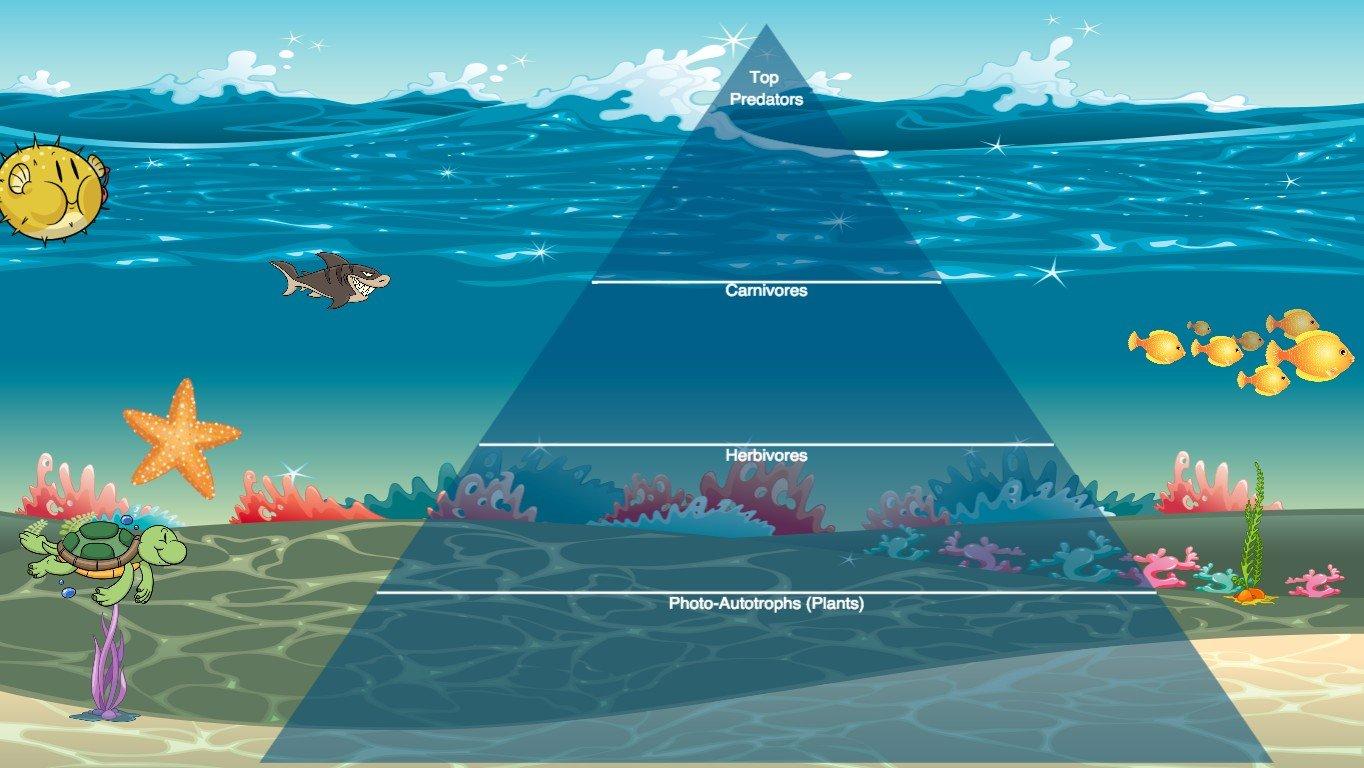 Ocean Ecological Pyramid - Dezney