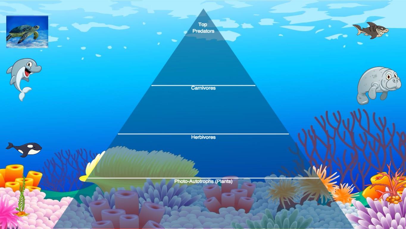 Ocean Ecological Pyramid