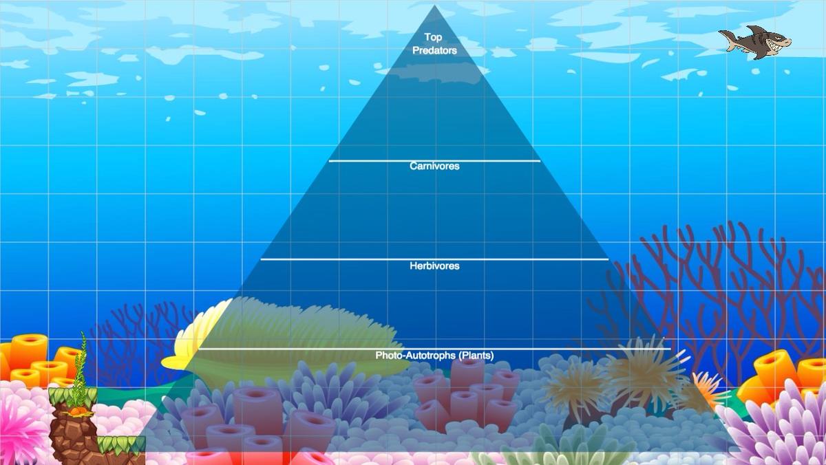 Ocean Ecological Pyramid