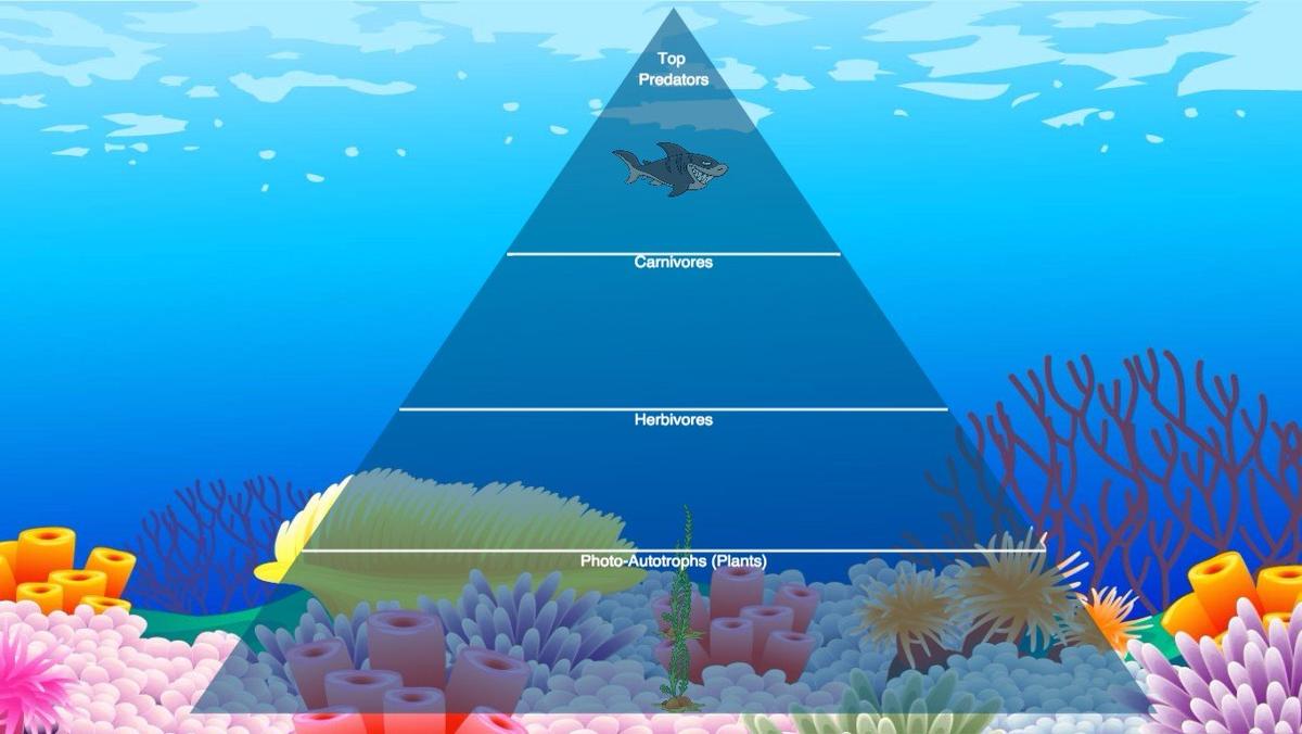 Ocean Ecological Pyramid