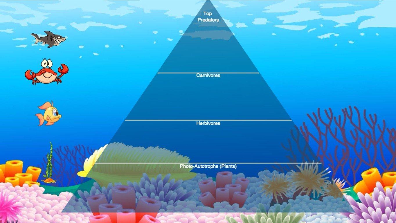 Ocean Ecological Pyramid