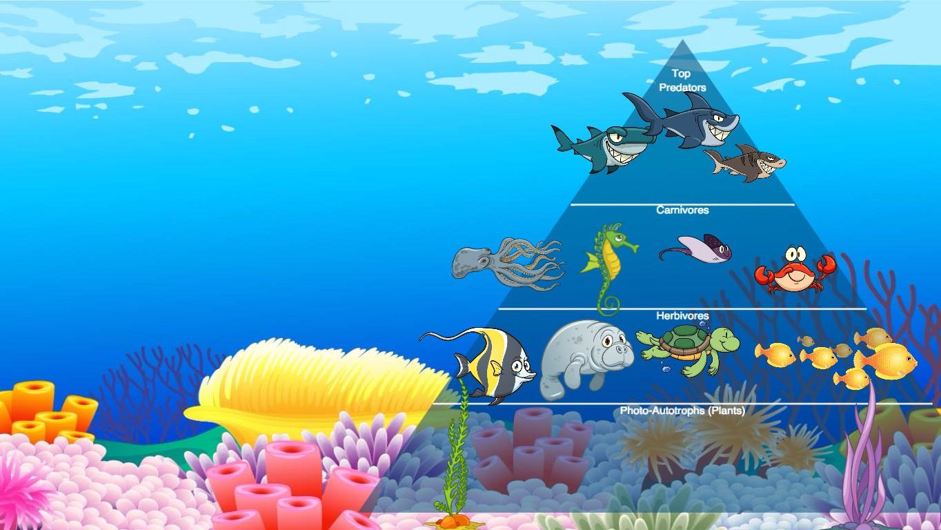 Ocean Ecological Pyramid