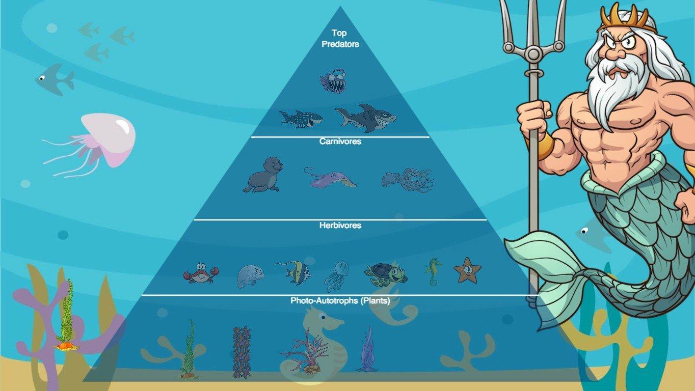 Ocean Ecological Pyramid