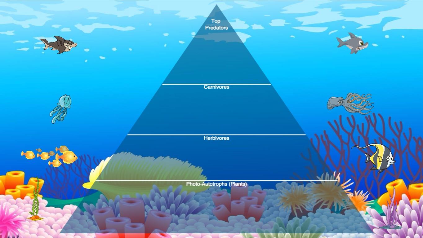 Ocean Ecological Pyramid