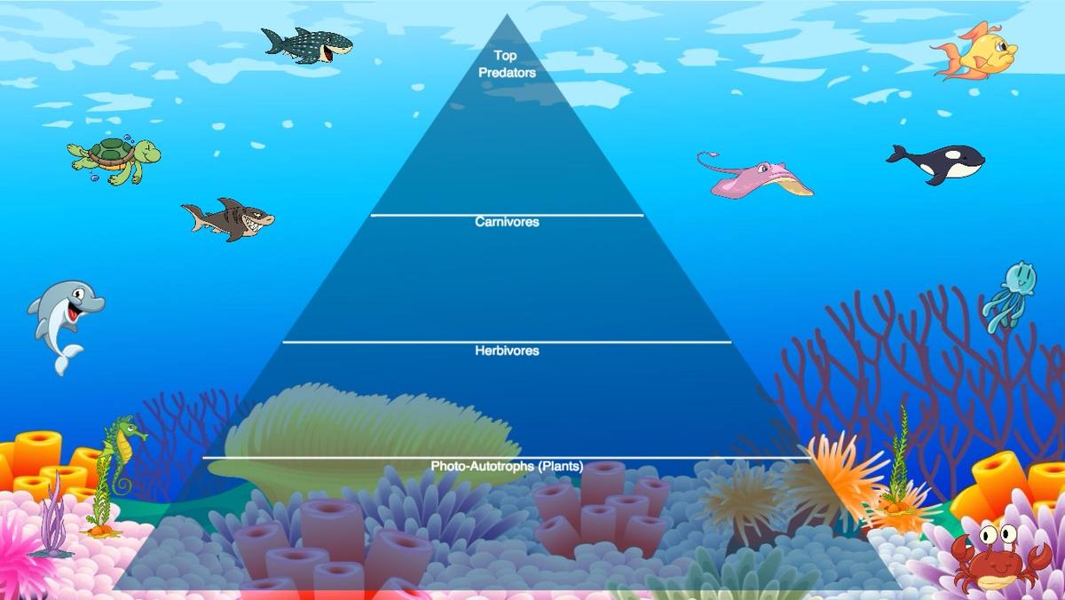 Ocean Ecological Pyramid