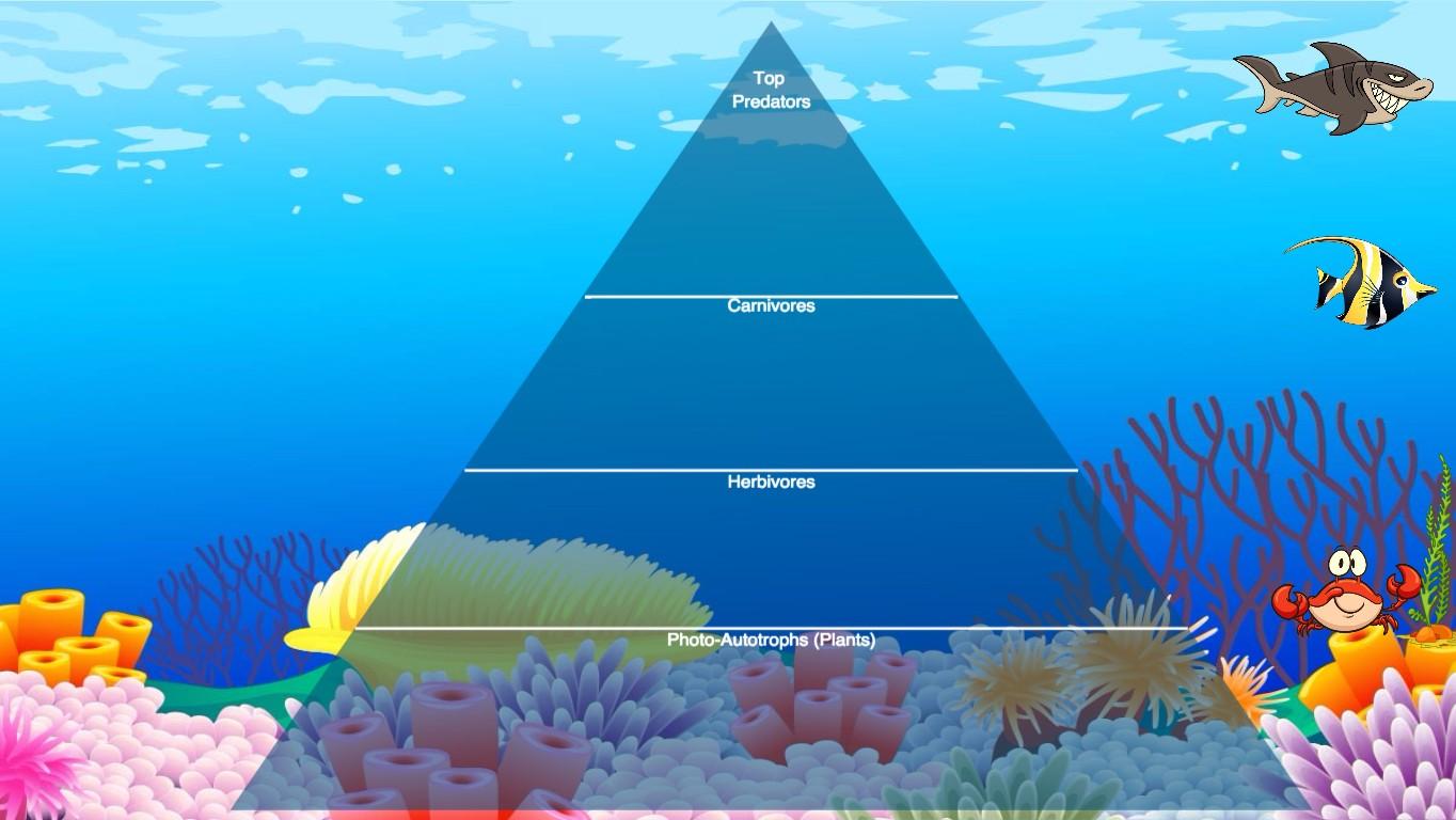 Ocean Ecological Pyramid