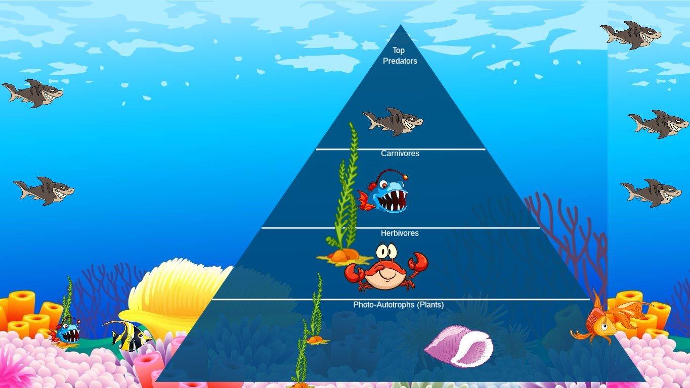 terry Ocean Ecological Pyramid