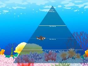 Ecological Pyramid 1