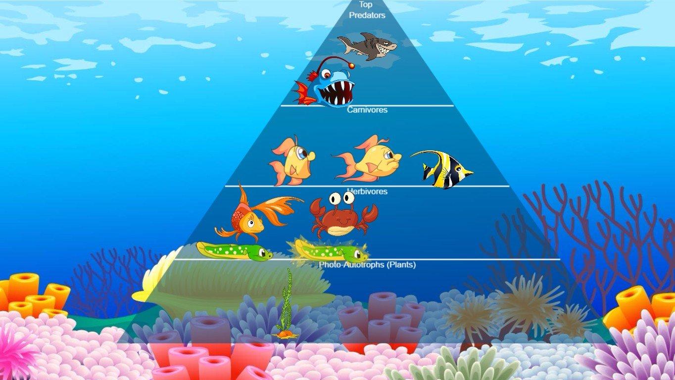 Ocean Ecological Pyramid