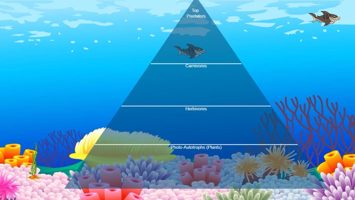 Ocean Food Chain Pyramid