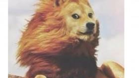 The Lion Doge