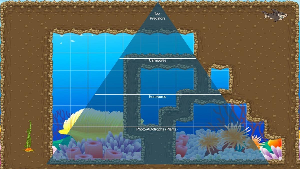 Ocean Ecological Pyramid