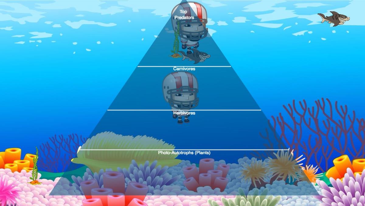 Ocean Ecological Pyramid