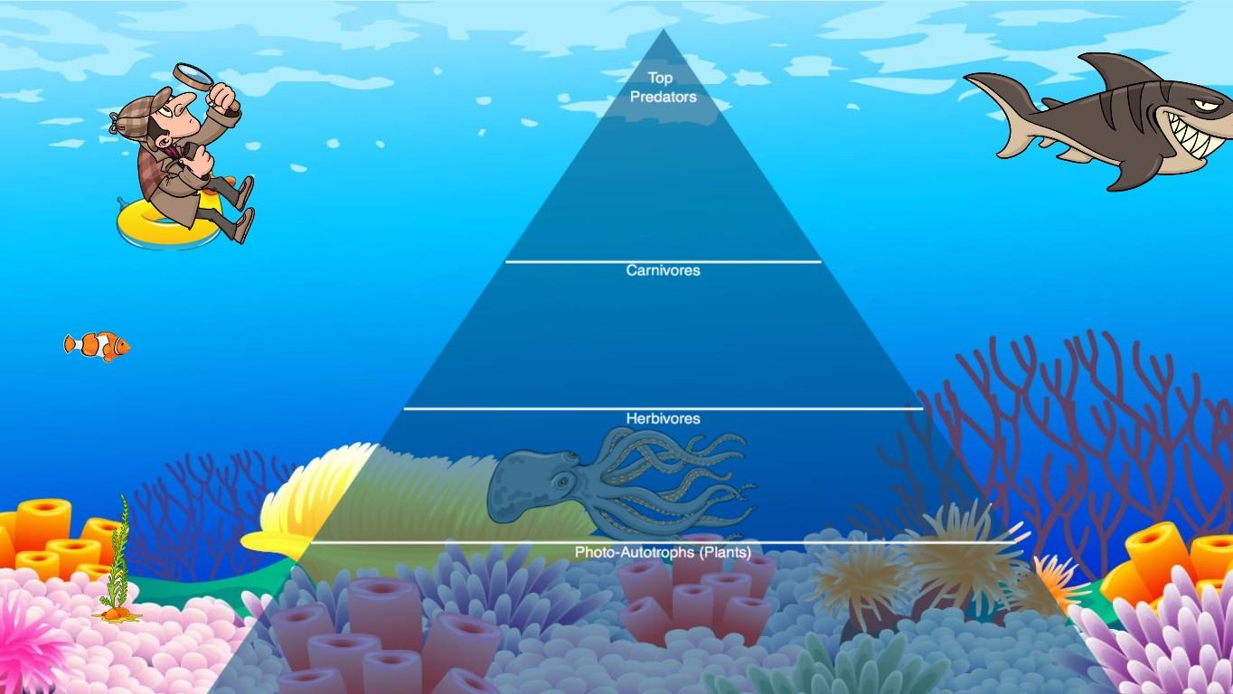 Ocean Ecological Pyramid