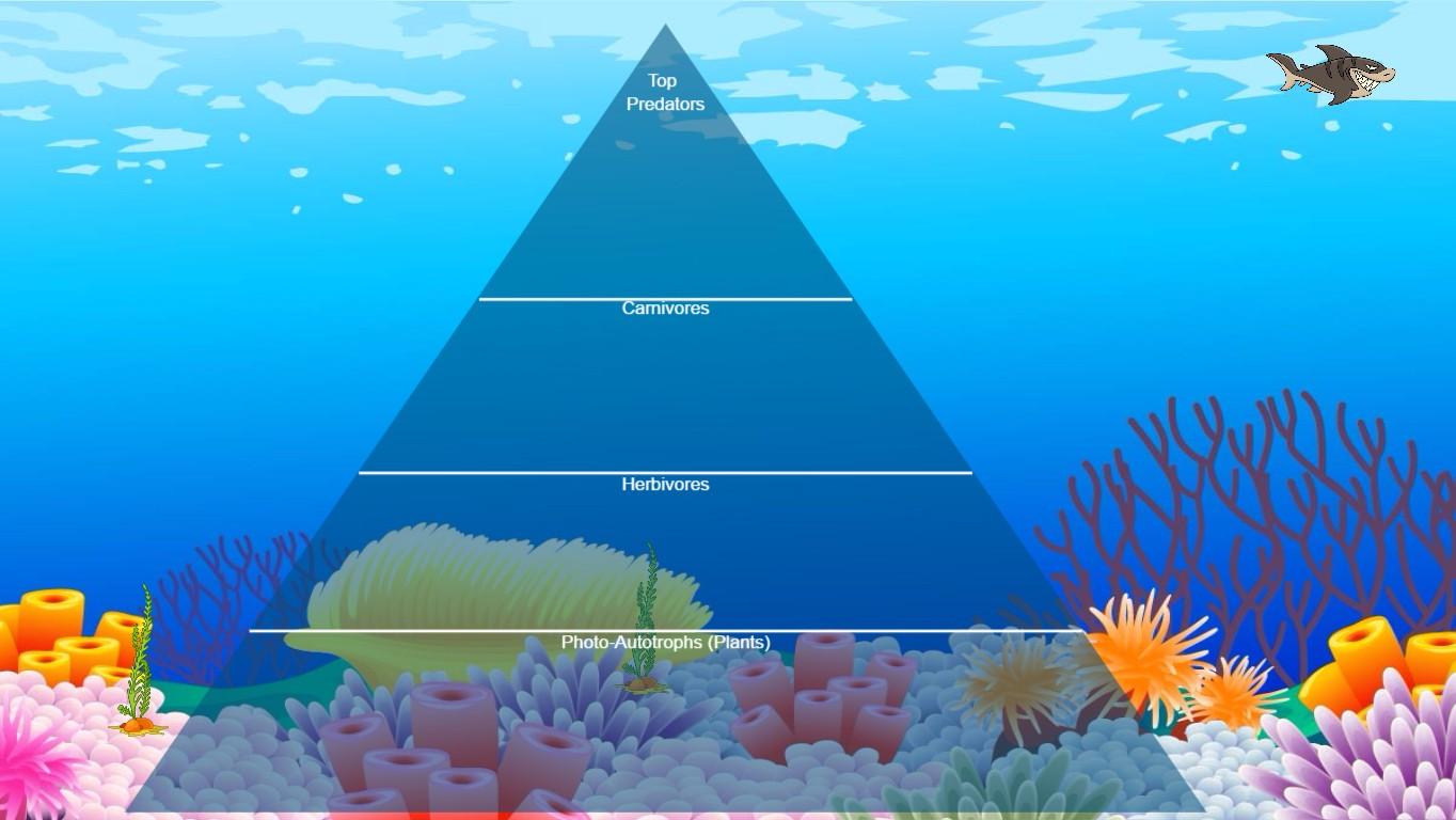 Ocean Food Chain Pyramid