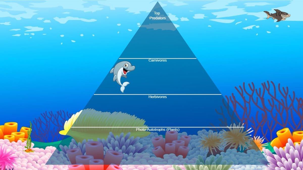 Ocean Food Chain Pyramid