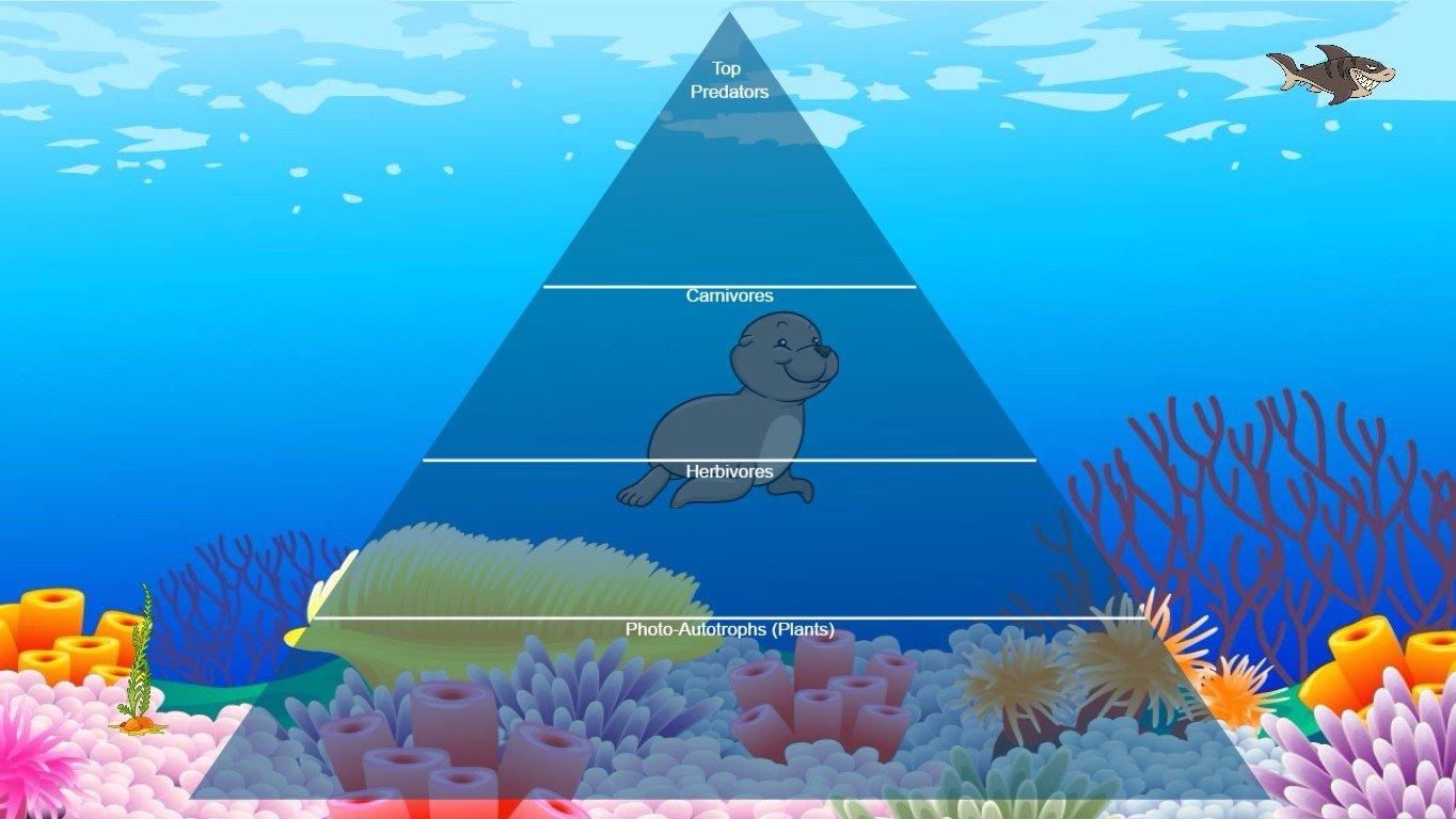 Ocean Food Chain Pyramid