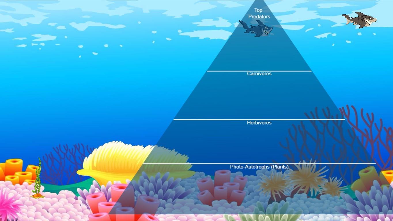 Ocean Food Chain Pyramid