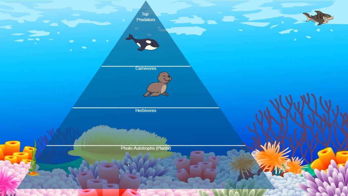 Ocean Food Chain Pyramid