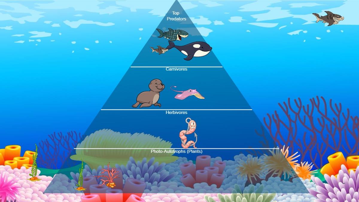 Ocean Food Chain Pyramid