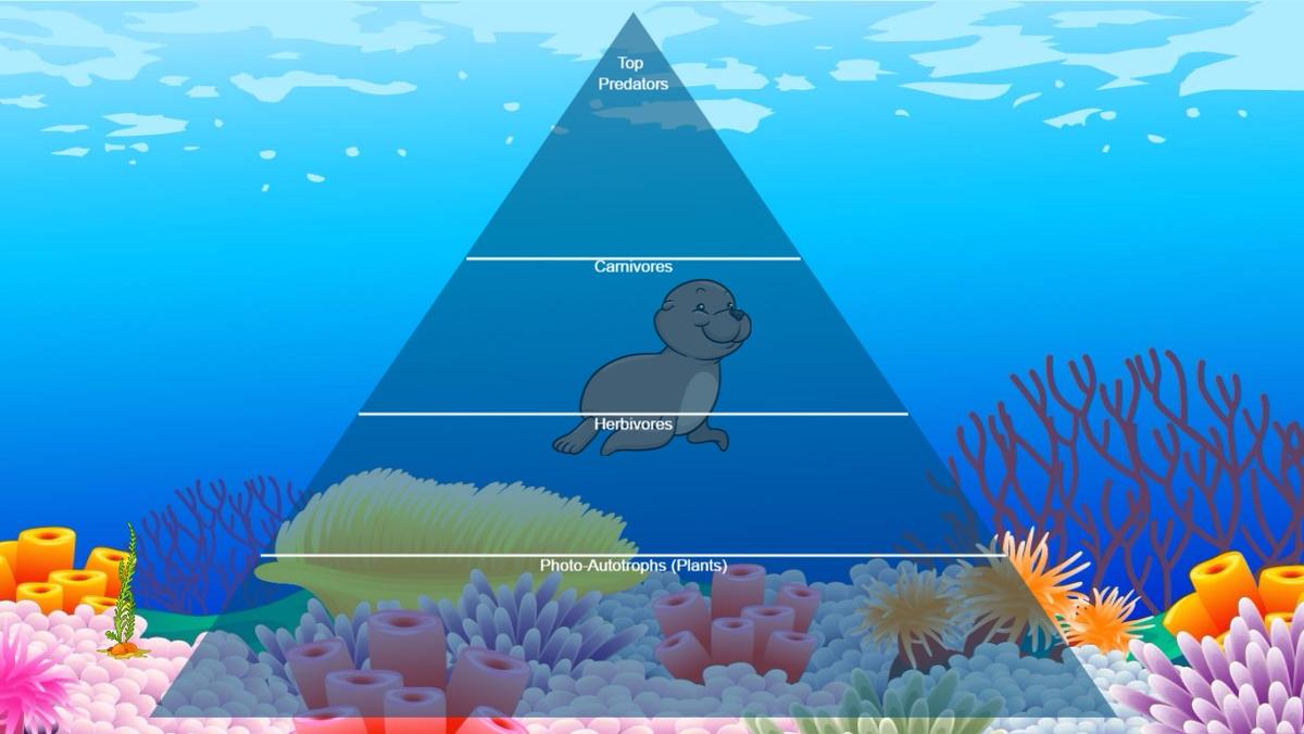 Ocean Food Chain Pyramid