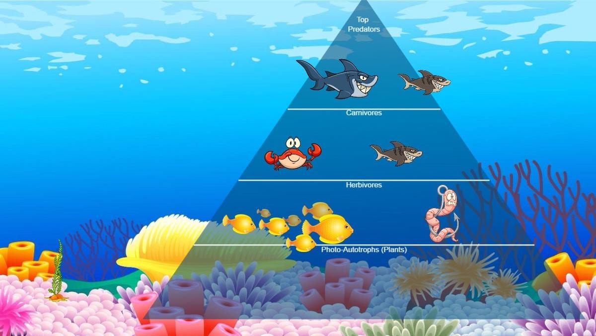 Ocean Food Chain Pyramid